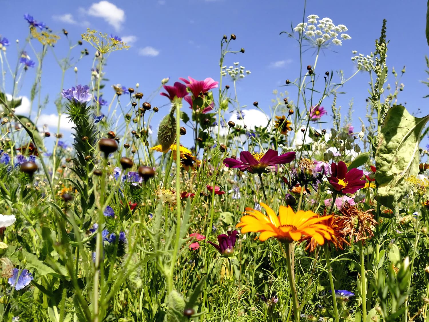 Biodiversität, Landwirtschaft, Nutzung, Ophelia Nick, Zukunft, Nachhaltigkeit, Natur