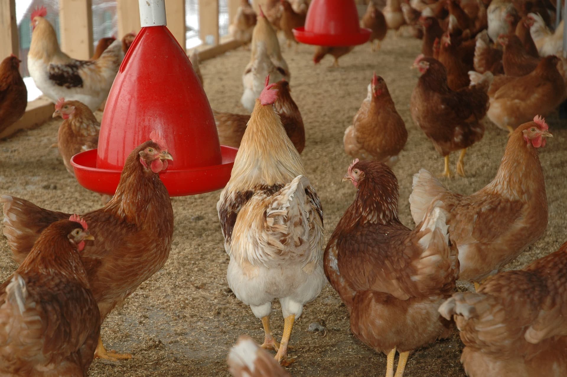 chicken-coop-245745_1920